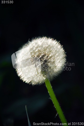 Image of Dandelion