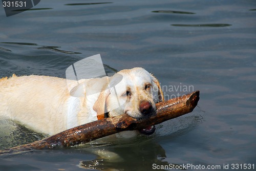 Image of Dog swim stick