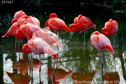 Image of Flamingoes