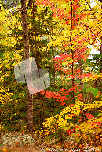 Image of Fall forest background