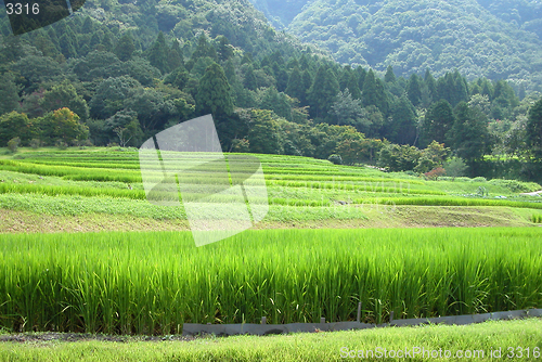 Image of Rice Field