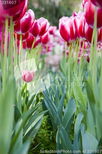 Image of The tulips flower bed