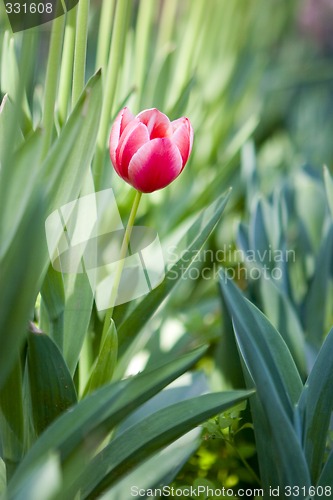 Image of garden in spring time