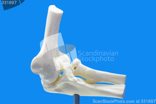 Image of Anatomy model from human elbow