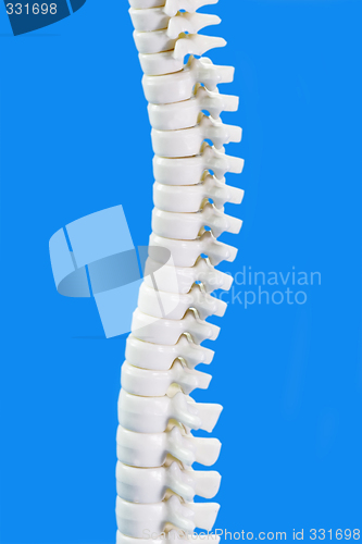 Image of Backbone in Detail