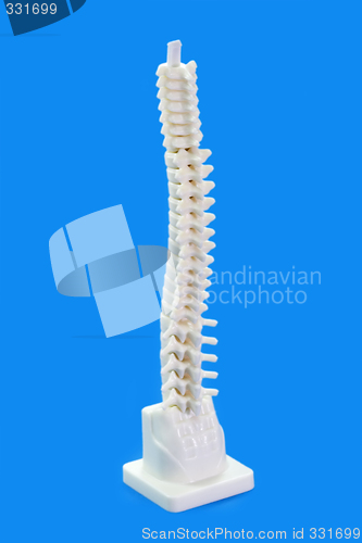 Image of Backbone