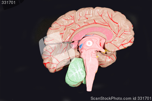 Image of Human Brain