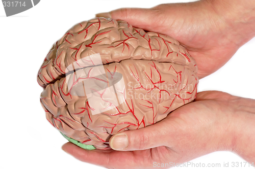 Image of Holded human brain