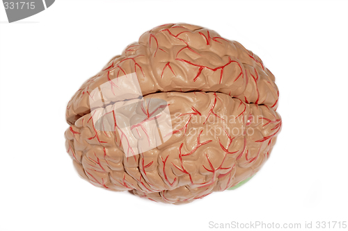 Image of Human brain