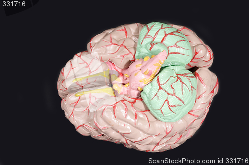 Image of Human Brain Anatomy