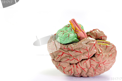 Image of  Human Brain Anatomy