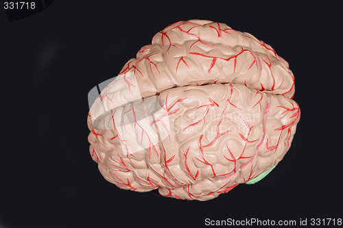 Image of Human brain