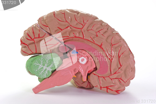 Image of  Human Part of Brain