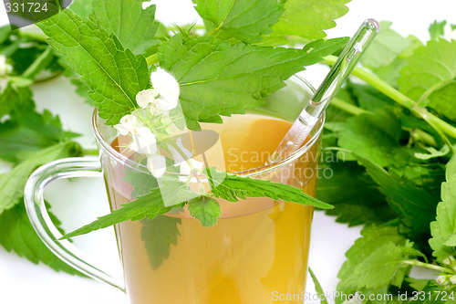 Image of Stinging nettle