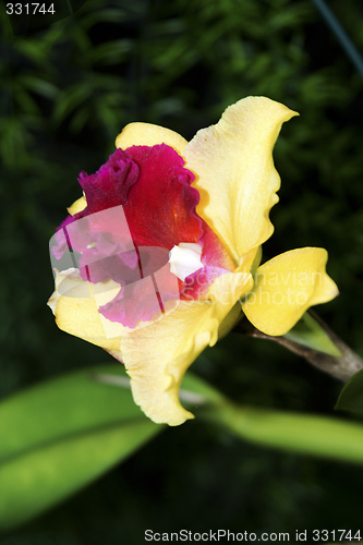 Image of Cattleya, Orchid
