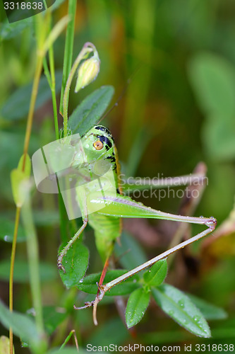 Image of Alpine grasshopper, Miramella alpina