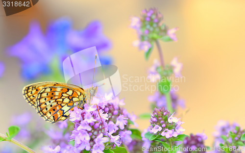 Image of Monarch Butterfly 