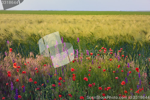 Image of beautiful bright red poppy flowers