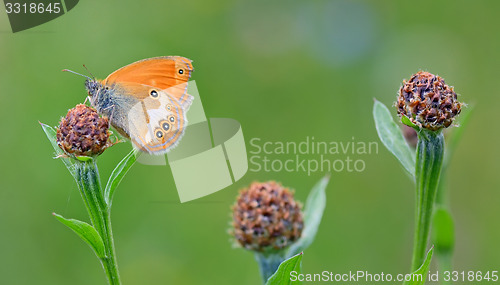 Image of Monarch Butterfly