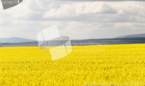 Image of Colza field