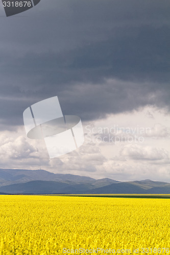 Image of Colza field