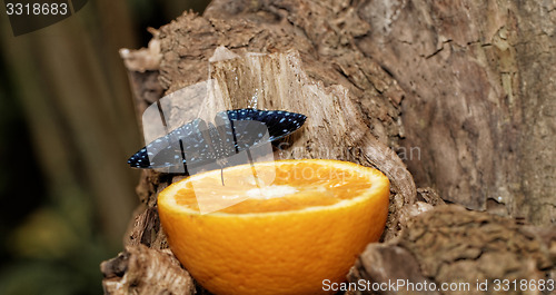 Image of Butterfly