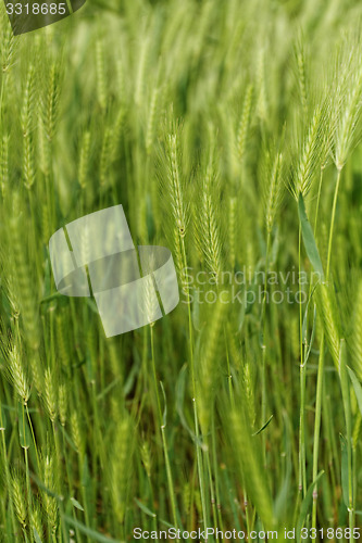 Image of Green grain