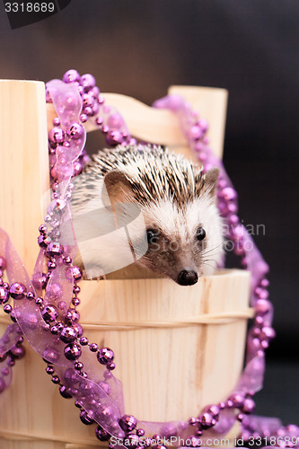 Image of A cute little hedgehog - ( African white- bellied hedgehog )