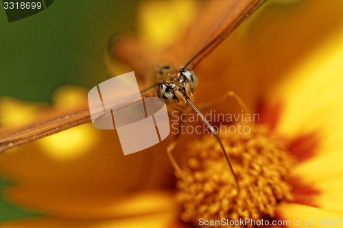 Image of Orange butterfly