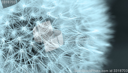 Image of The Dandelion background.