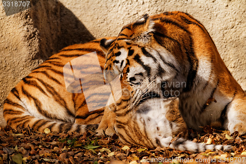 Image of Tiger mum