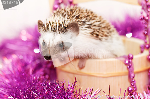 Image of A cute little hedgehog - ( African white- bellied hedgehog )