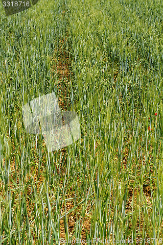 Image of Green wheat