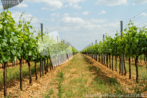 Image of Tokay grapes