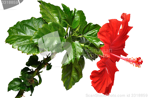 Image of Hibiscus Flower