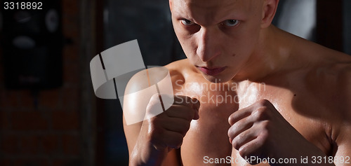 Image of boxer portrait