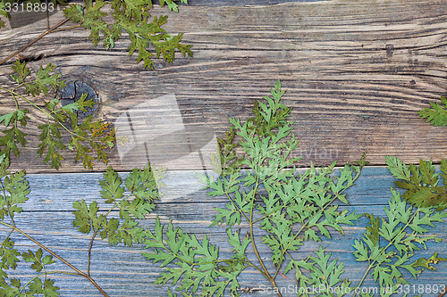 Image of Still Life with dry leaves and stems