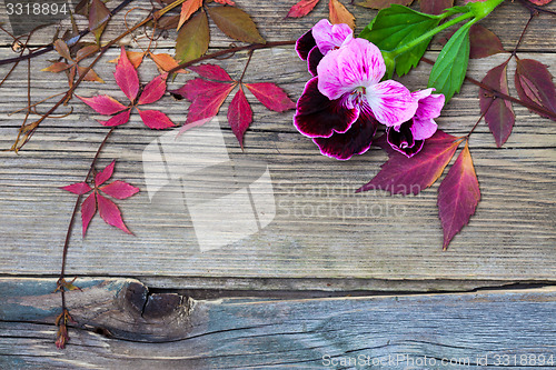 Image of geranium flower and herbarium