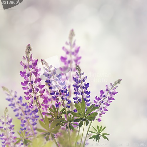 Image of Lupines