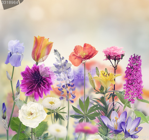 Image of Colorful Flowers