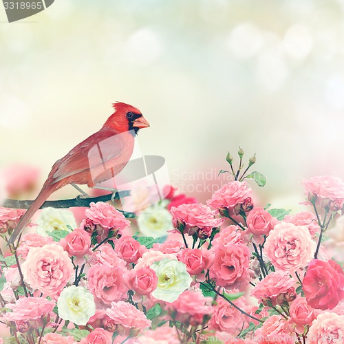 Image of Red Cardinal In Rose Garden