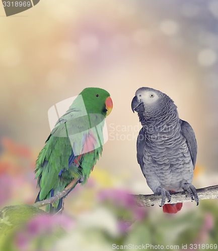 Image of Two Parrots