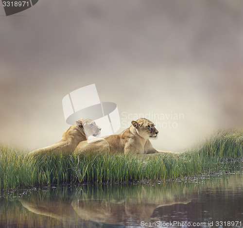 Image of Female Lions