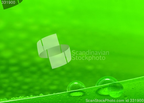 Image of Plant