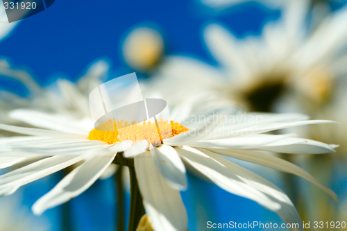 Image of Daisies