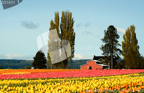 Image of Tulip field