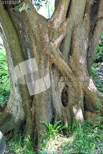 Image of Gnarled tree trunk.