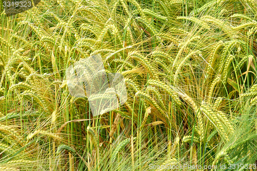 Image of Corn field.