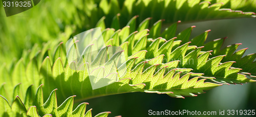 Image of Melianthus.