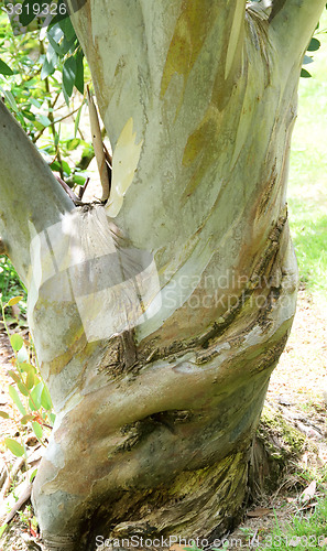 Image of Plane tree as abstract.